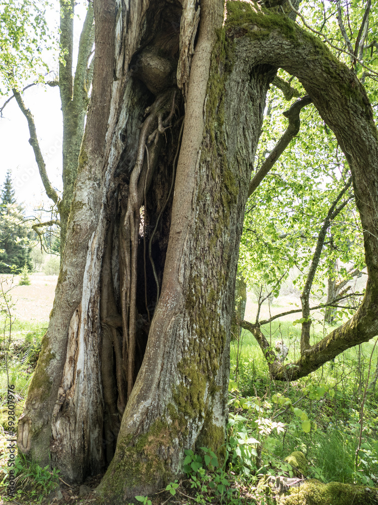 hole in a tree trunk wood