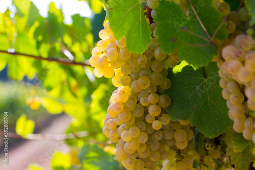 Close up view of ripe grapes in vineyard with blurred background