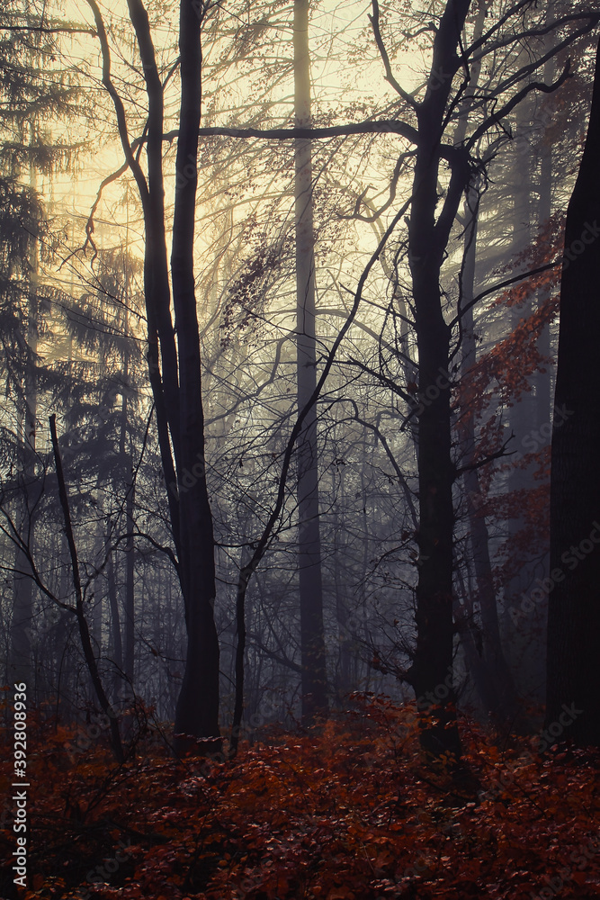 Fototapeta premium branches shaping a seven in a cold misty autumn forest grounded by dark red foliage
