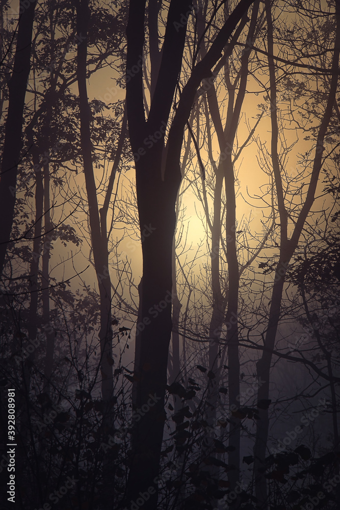 lowering sun shines through a misty autumn forest
