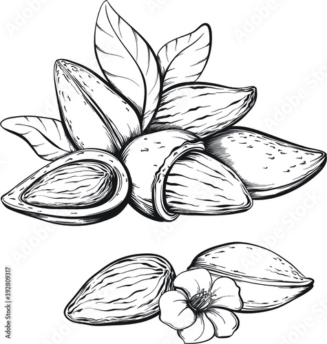 Almonds. Hand drawn sketches vector illustration on white background in vintage style.