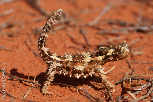 Reptile Thorny Devil, Moloch horridus, on red sand, Central Australia, lateral view