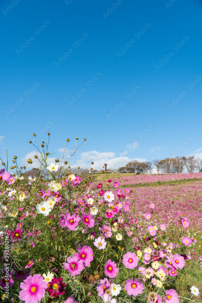 長崎県諫早市 白木峰高原に咲く秋桜 長崎県諫早市 白木峰高原に咲く秋桜