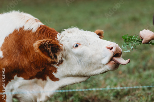 portrait of a cow being fed with tongue out