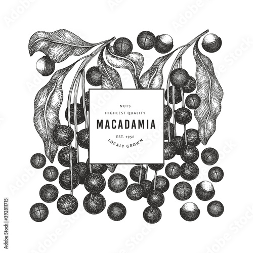 Hand drawn macadamia branch and kernels design template. Organic food vector illustration on white background. Retro nut illustration. Engraved style botanical banner.