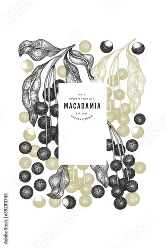 Hand drawn macadamia branch and kernels design template. Organic food vector illustration on white background. Retro nut illustration. Engraved style botanical banner.