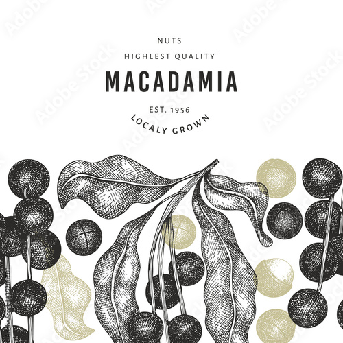 Hand drawn macadamia branch and kernels design template. Organic food vector illustration on white background. Retro nut illustration. Engraved style botanical banner.