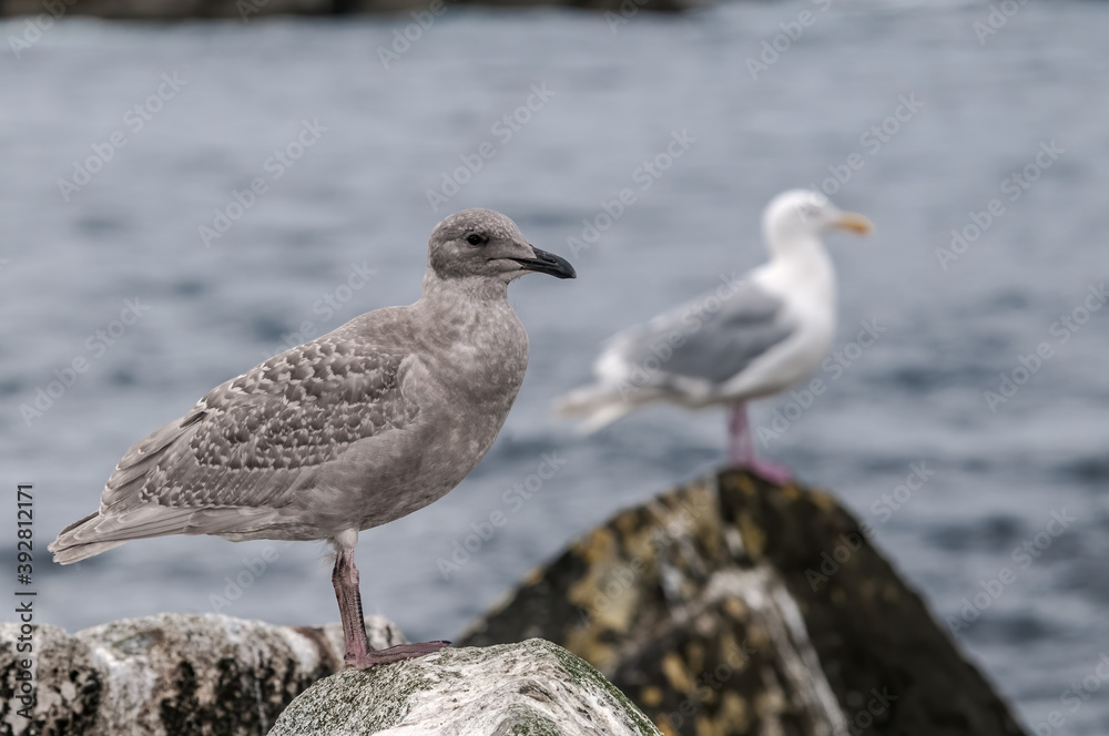 Fledgling and adult Glaucous-winged Gulls (Larus glaucescens) at Chowiet Island, Semidi Islands, Alaska, USA