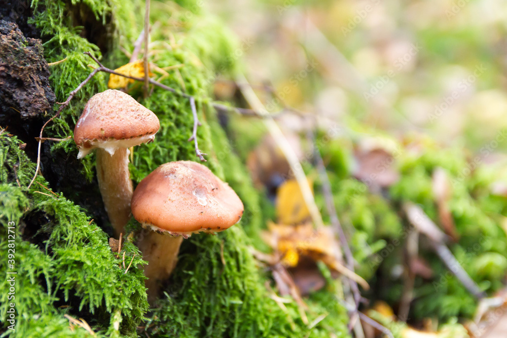 Mushrooms in the forest Mushrooms in the forest