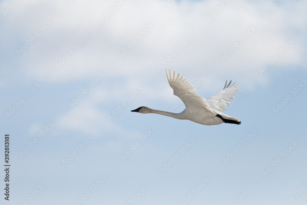 Flying Trumpeter Swan Cygnus buccinator and clouds Flying Trumpeter Swan Cygnus buccinator and clouds