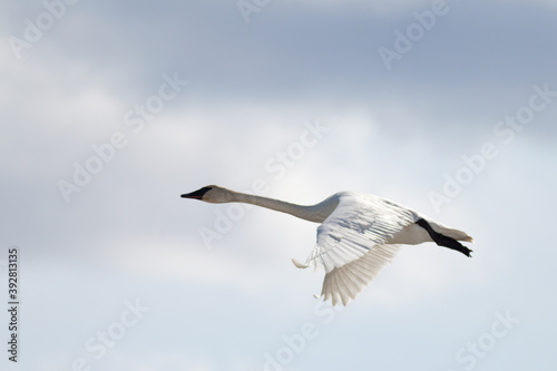 Flying Trumpeter Swan Cygnus buccinator and clouds