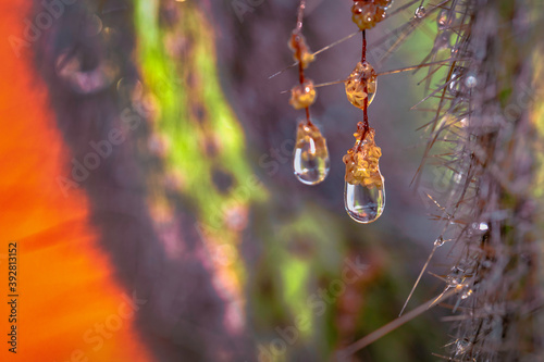 gouttes d'eau sur un cactus © Pyc Assaut