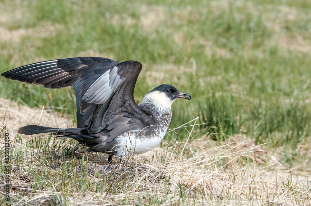 Pomarine Jaeger (Stercorarius pomarinus) in Barents Sea coastal area, Russia Pomarine Jaeger (Stercorarius pomarinus) in Barents Sea coastal area, Russia