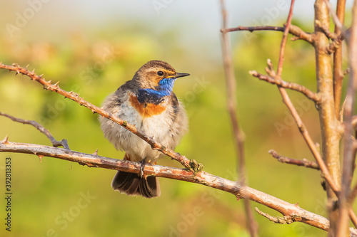 Closeup of a blue-throat bird Luscinia svecica cyanecula singing in a tree photo