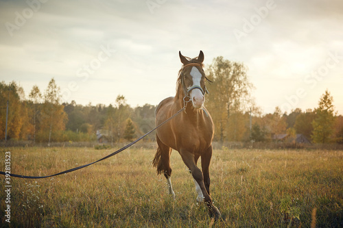beautiful horse stud in the field