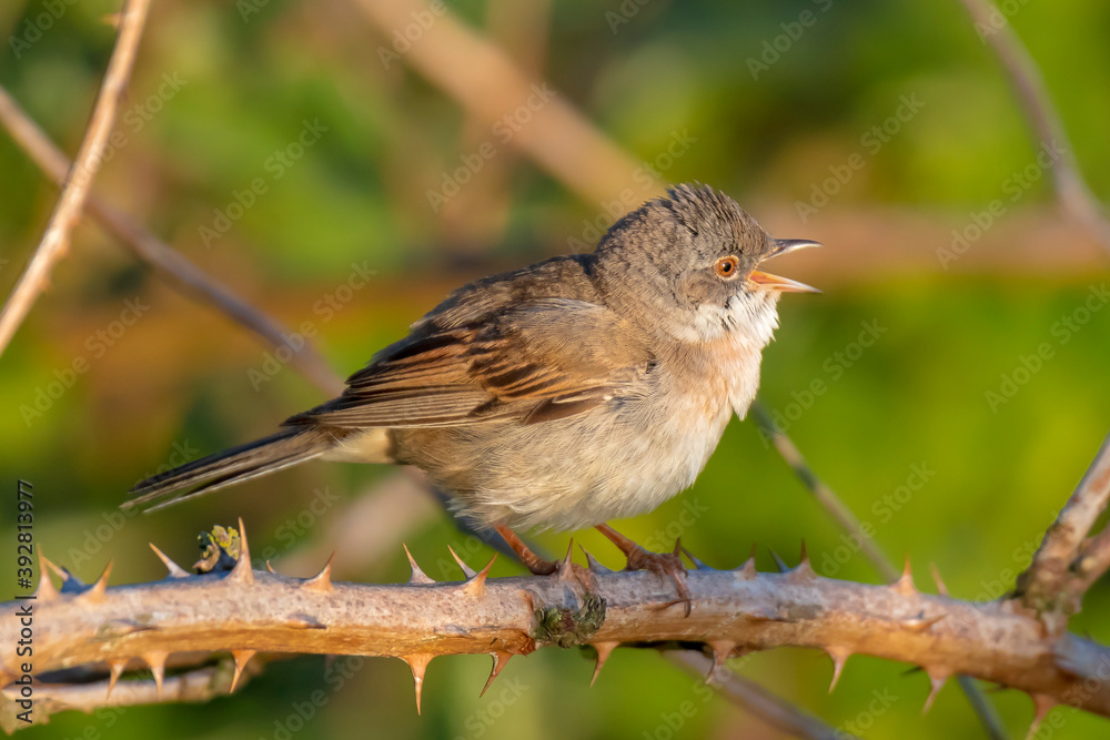 Fototapeta premium Whitethroat bird, Sylvia communis, foraging in a meadow