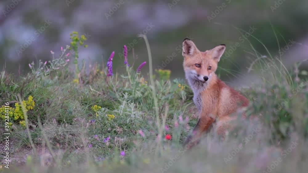 Young foxes play in the grass, get scared and run away. Vulpes vulpes