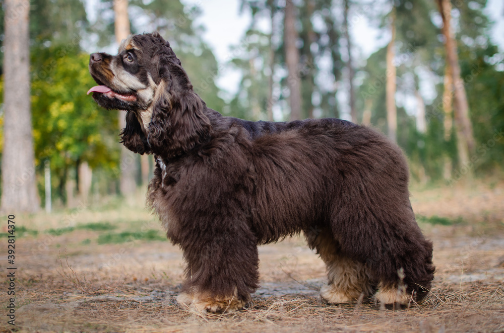 Fototapeta premium Cute red chocolate tricolor dog american cocker spaniel breed. Puppy in autumn fall park 
