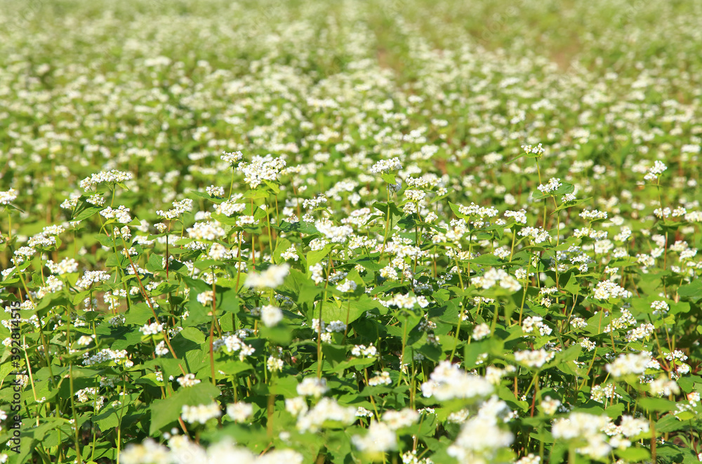 buckwheat flower field