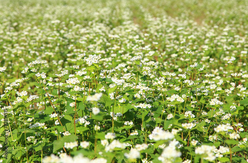 buckwheat flower field