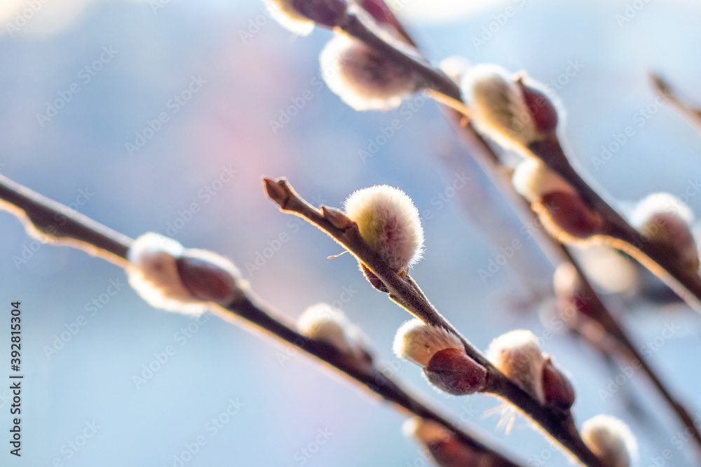 Spring Easter background with flowering willow branches on a light blue background Spring Easter background with flowering willow branches on a light blue background