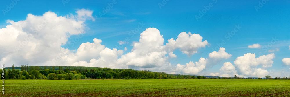 Fototapeta premium Panorama of spring field with greenery and picturesque blue sky with white clouds