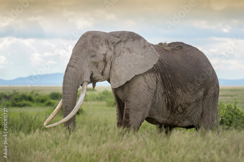 African elephant  Loxodonta africana  with long tusk  standing on savanna  Amboseli national park  Kenya.