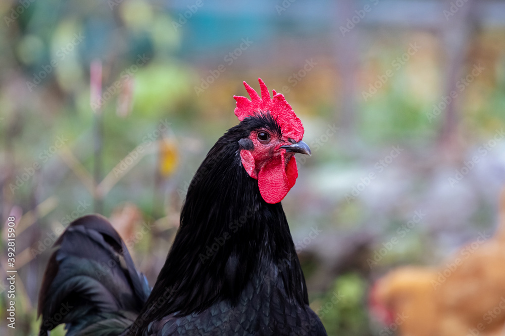 Black rooster close up on blurred background