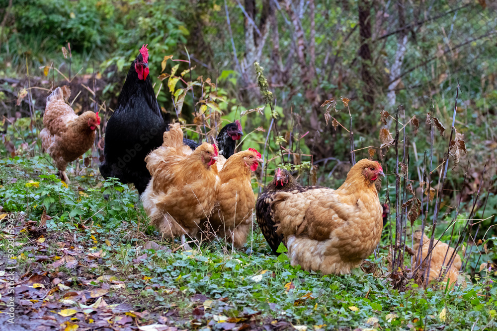 Fototapeta premium Black rooster and brown chickens in the garden