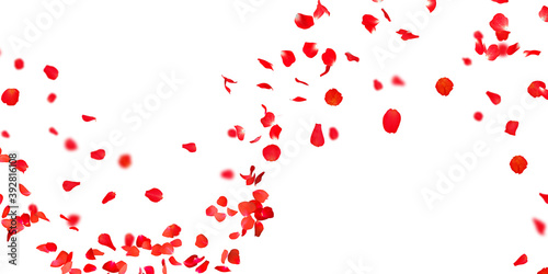 Fototapeta Naklejka Na Ścianę i Meble -  Rose petals Stock Image In white Background