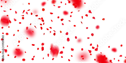 Rose petals Stock Image In white Background