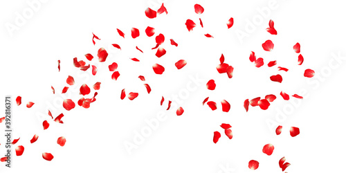 Fototapeta Naklejka Na Ścianę i Meble -  Rose petals Stock Image In white Background