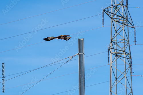 Vogel fliegt neben Hochspannungsleitung vorbei photo
