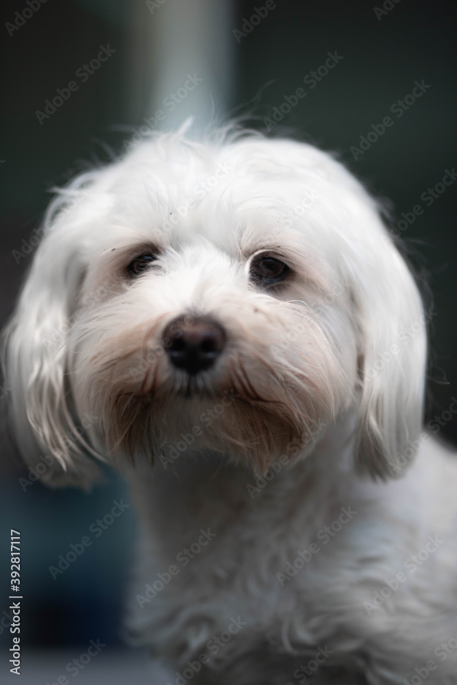 portrait of a maltese puppy