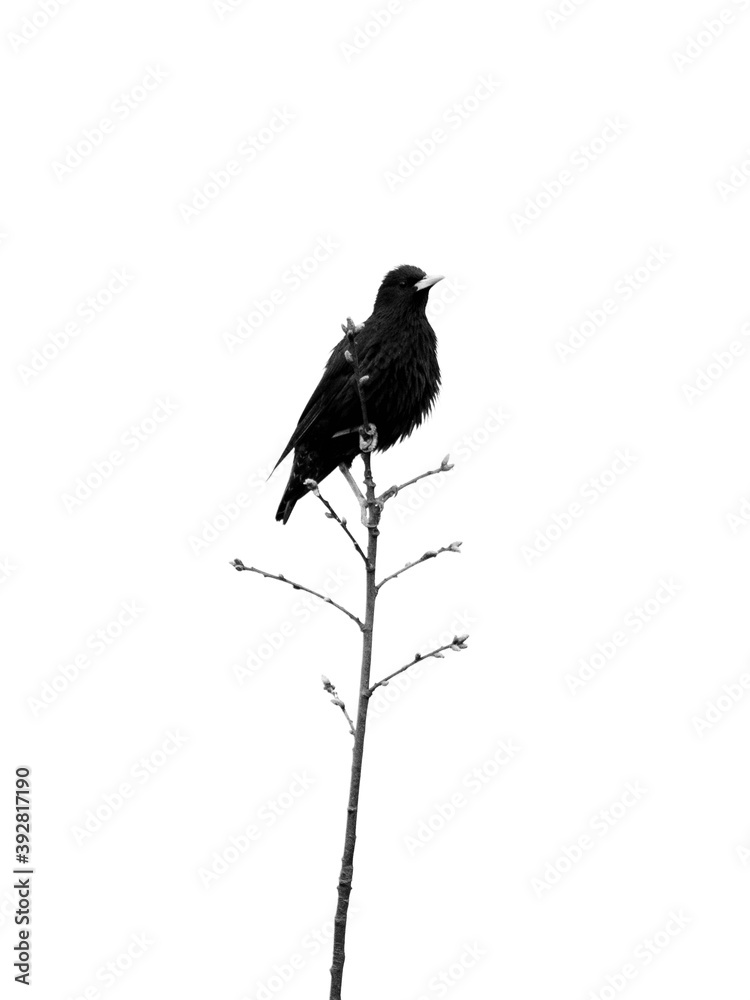 Fototapeta premium silhouette of a crow