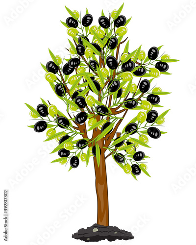 Vector illustration tree with fruit olive drawing