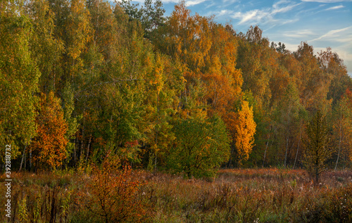 Beginning of autumn. The trees are painted in bright autumn colors. Beauty of nature. Hiking.