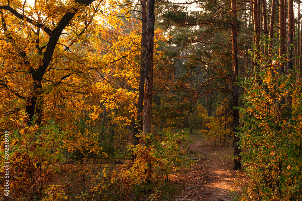Fototapeta premium The beginning of the day. Morning. The trees are painted in bright autumn colors. Beauty of nature. Hiking.