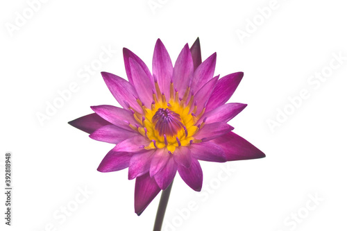Closeup of lotus flower