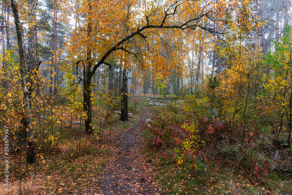 Naklejka premium Foggy autumn morning. The trees are painted in bright autumn colors. Beauty of nature. Hiking.