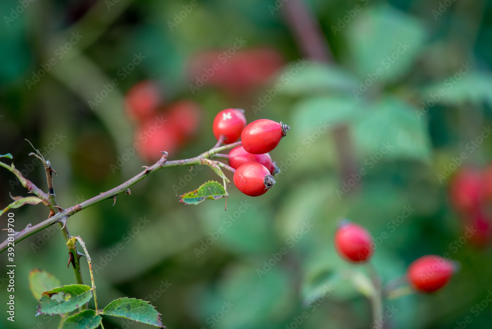 Obraz premium Sweet rosehip. Rosehip against green foliage. Autumn day.