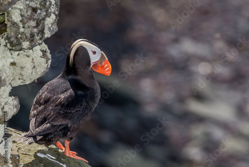 Tufted Puffin (Fratercula cirrhata) at St. George Island, Pribilof Islands, Alaska, USA photo