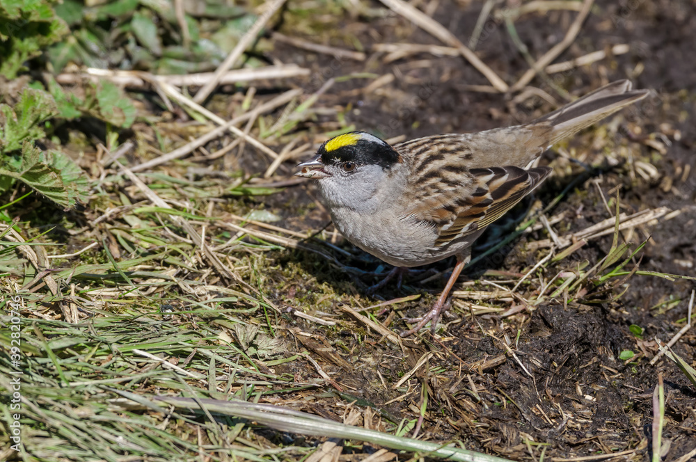 Golden-crowned Sparrow (Zonotrichia atricapilla) at Chowiet Island, Semidi Islands, Alaska, USA Golden-crowned Sparrow (Zonotrichia atricapilla) at Chowiet Island, Semidi Islands, Alaska, USA