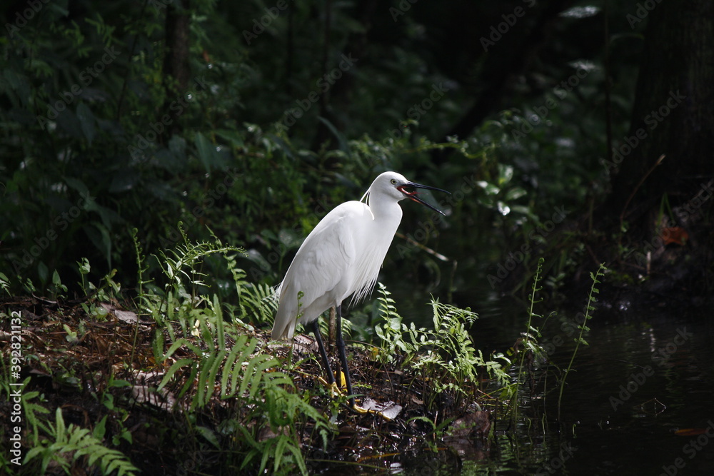 Fototapeta premium Little Egret hunting in swampy marshland