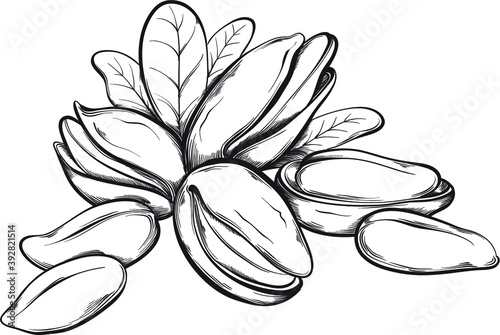 Pistachios. Hand drawn sketches vector illustration on white background in vintage style.