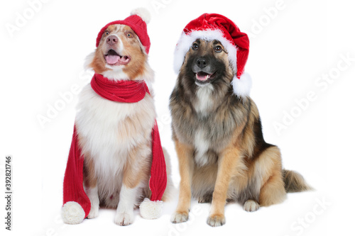 Two cute christmas dogs