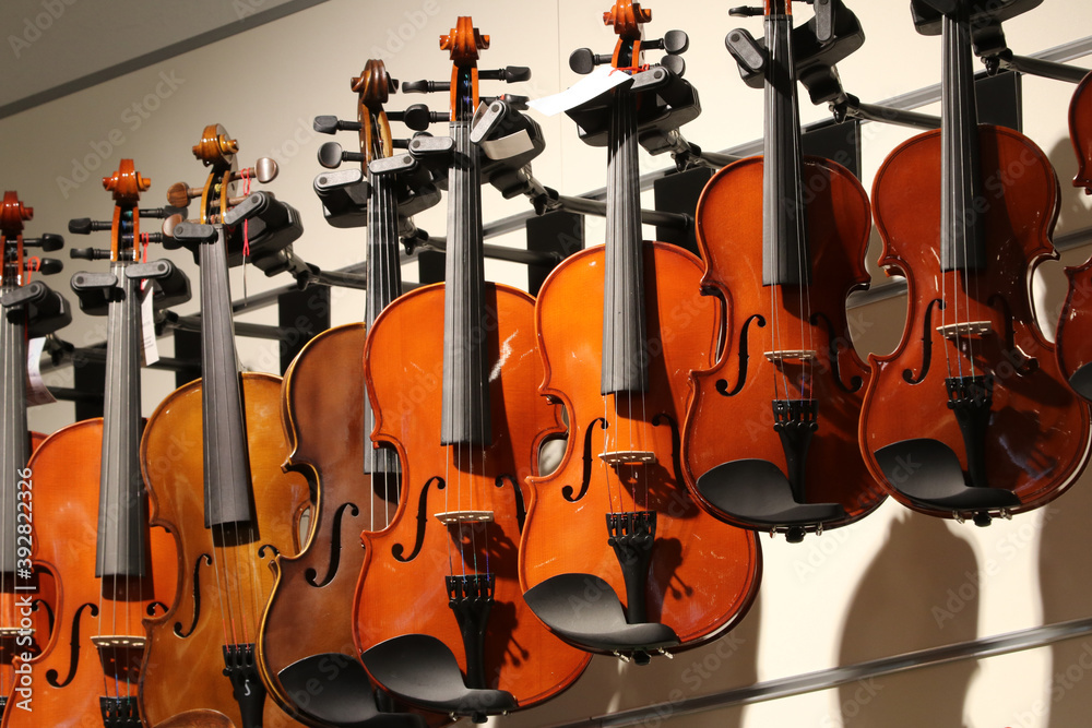 Fototapeta Violins for sale at a music store, classical musical instrument