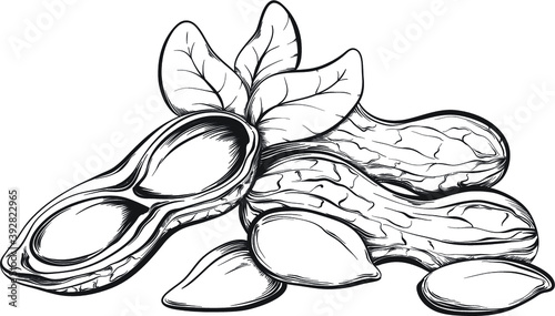 Peanuts. Hand drawn sketches vector illustration on white background in vintage style.