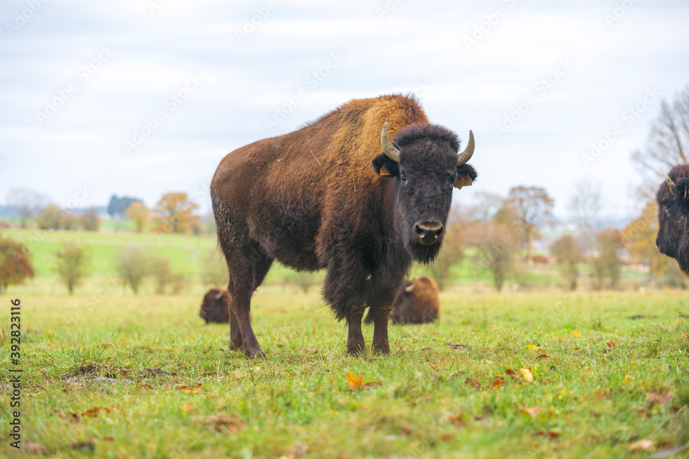 American bison, autumn, farm in the nature