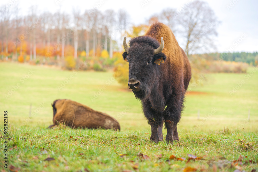 American bison, autumn, farm in the nature